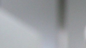 Las ratas tienen ritmo y bailan