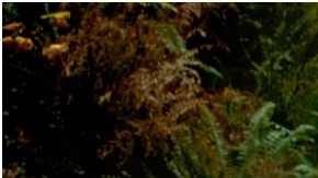 Una de las novedades que trae el Subaru Forester 2023 es la incorporación de la última versión del  estándar EyeSight Driver Assist Technology