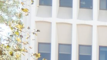 Este viernes cumple 5 días la huelga en la Universidad de California.  (Cortesía UAW 2865)