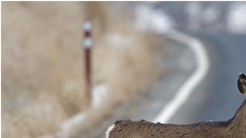 Atento cuando conduzcas en la carretera, pues podrías ser víctima de un venado atravesando el pavimento, según estudio