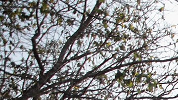 Víctima de sacrificio satánico muere golpeada y con dedos, pies y orejas mutiladas