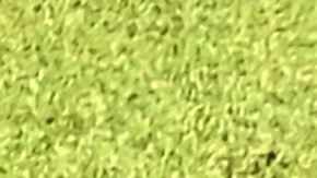 La Selección de Costa Rica celebra la victoria contra Japón en el Mundial Qatar 2022.