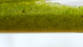 Qué batidos verdes tomar para perder grasa abdominal