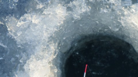 El pescado de agua fría ayuda a desarrollar un cerebro saludable