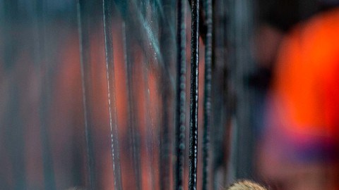 tráfico de animales