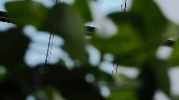 Imagen del logotipo de la red social Twitter en color azul en el muro de una de sus oficinas.
