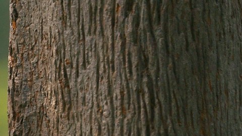 ¿México podría quedarse sin pandas?