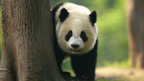 ¿México podría quedarse sin pandas?