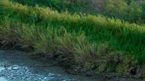 El gobernador saliente de Arizona envió otros contenedores para construir 10 millas más.