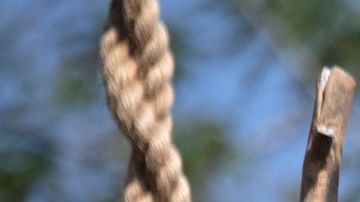 27% de las especies del planeta podrían desaparecer para 2100