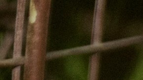 El puma P-22 en la foto obtenida durante una captura de chequeo.