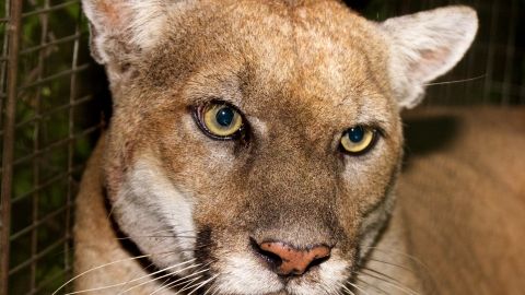 El puma P-22 en la foto obtenida durante una captura de chequeo.