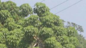 Migrantes de Venezuela, Haití, Cuba y Guatemala en grupo a través de México.