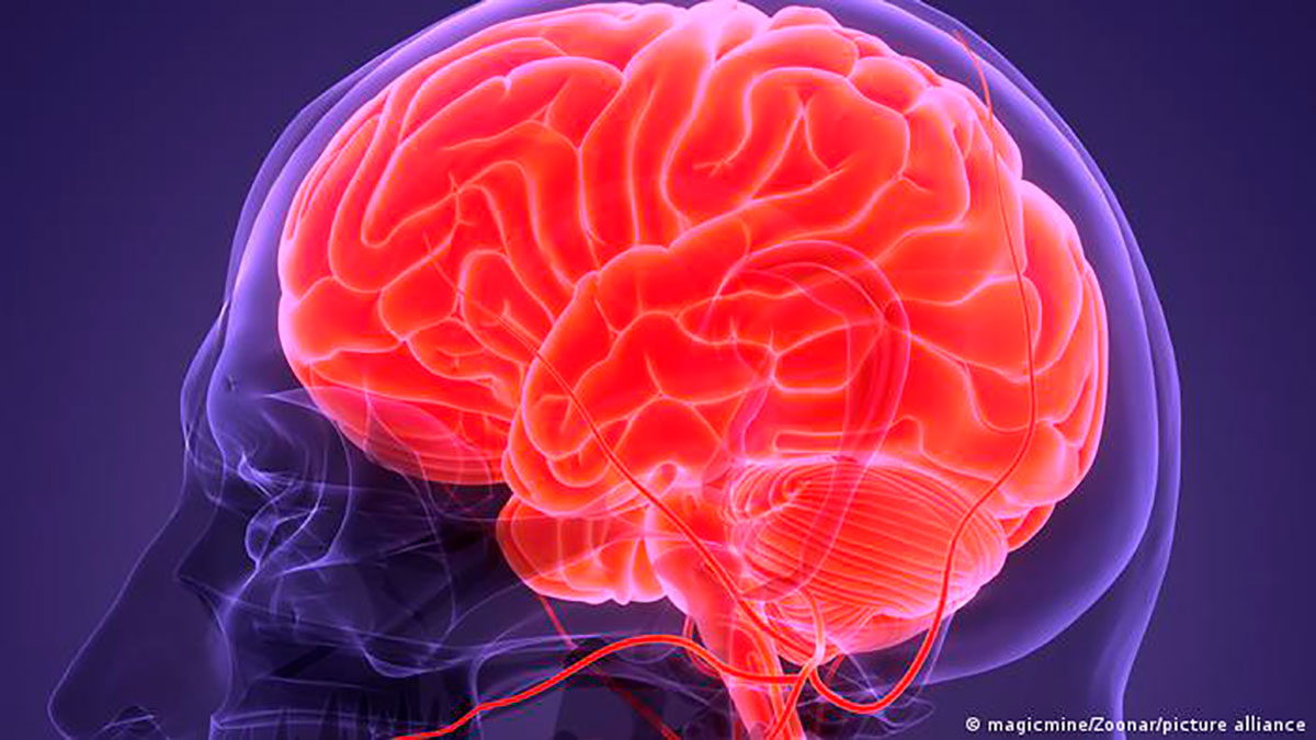 Misteriosos filamentos en el cerebro podrían estar detrás de la percepción del tiempo, según nuevo estudio