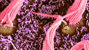 Misteriosos filamentos en el cerebro podrían estar detrás de la percepción del tiempo, según nuevo estudio