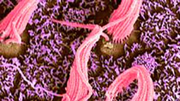 Misteriosos filamentos en el cerebro podrían estar detrás de la percepción del tiempo, según nuevo estudio