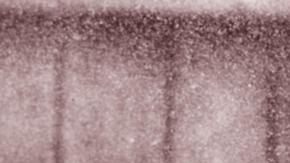 Científicos hallan los restos del último tigre de Tasmania a plena vista