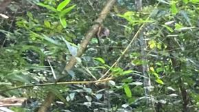 Migrantes venezolanos cruzan el Tapón del Darien en dirección a México y la frontera con Estados Unidos.