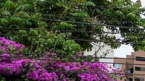 México otorgó asilo político a familia de Pedro Castillo, pero aún “negocia” su salida