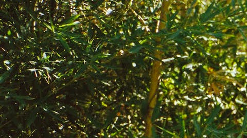 Adrian Quesada ya prepara la segunda parte de 'Boleros Psicodélicos'. Foto: Cortesía