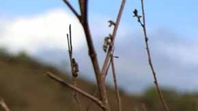 En lo que va del sexenio, la delincuencia no da tregua en Puebla