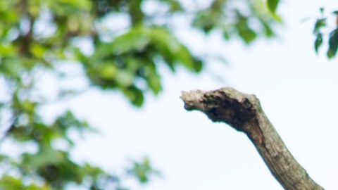 Chimpances fueron estudiados para analizar el bipedismo de los humanos