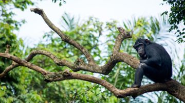 Chimpances fueron estudiados para analizar el bipedismo de los humanos