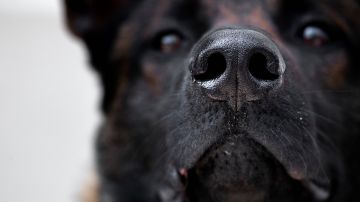 Científicos confirman que los perros pueden oler el estrés en los humanos