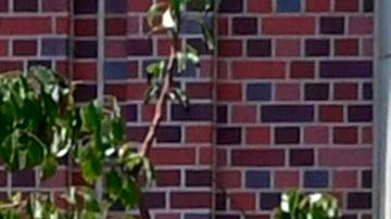 Demanda alega que USC utilizó clasificaciones manipuladas para atraer a los estudiantes