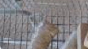 La droga incautada por CBP no se integra al reporte de la DEA.