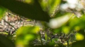 El animal terrestre más viejo del mundo cumple 190 años