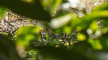 El animal terrestre más viejo del mundo cumple 190 años