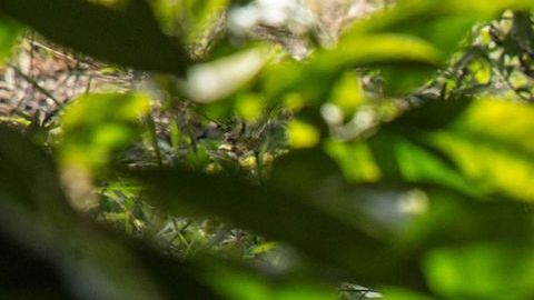 El animal terrestre más viejo del mundo cumple 190 años