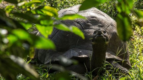 El animal terrestre más viejo del mundo cumple 190 años