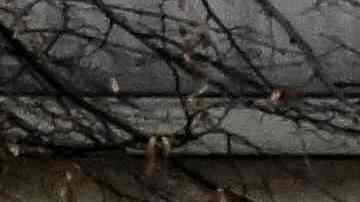 Enorme acuario de Berlín revienta esparciendo 1,500 peces tropicales en el suelo