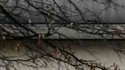 Enorme acuario de Berlín revienta esparciendo 1,500 peces tropicales en el suelo
