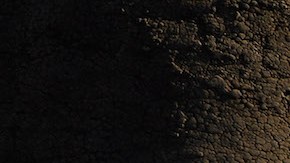 Es posible que los animales tengan pesadillas y los humanos las estén provocando