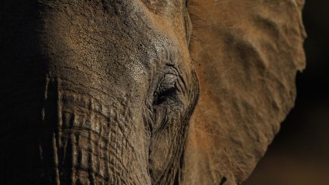 Es posible que los animales tengan pesadillas y los humanos las estén provocando