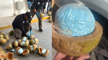 Autoridades en México decomisa cargamento millonario de fentanilo oculta dentro de cocos