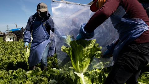 Los trabajadores agrícolas presionan por una reforma migratoria.