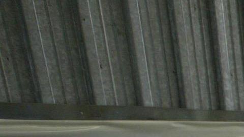 Tragedia ambiental en Rusia: Encuentran 2,500 focas muertas en la costa del Caspio