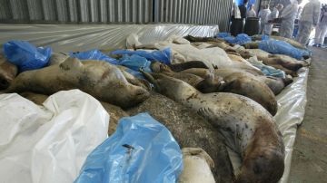 Tragedia ambiental en Rusia: Encuentran 2,500 focas muertas en la costa del Caspio