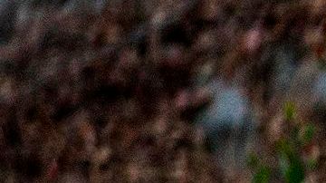 Bomberos en California atendían incendio en una casa y acaban descubriendo gran cultivo ilegal con 400 plantas de marihuana