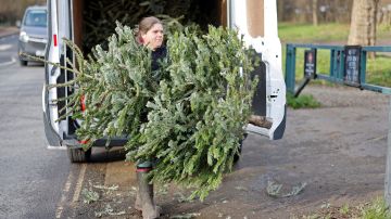 Volunteers unload collected Christmas trees before at Kentish Town City Farm in north London on January 7, 2022, where they will be used for the farm's goats to feed on. - A herd of goats living at a London city farm are getting their teeth into hundreds of unwanted Christmas trees donated by local residents as part of a fundraising drive. The goats can't get enough of the discarded fir trees, which the Kentish Town City Farm in northern London is collecting from outside houses and flats in the area, in exchange for donations. (Photo by Tolga Akmen / AFP) (Photo by TOLGA AKMEN/AFP via Getty Images)