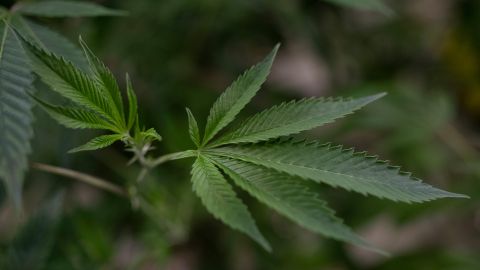 Detail of a marijuana plant being grown in a greenhouse at the Fotmer Life Sciences company near Pando, in Canelones Department, near Montevideo, on August 8, 2022. (Photo by Pablo PORCIUNCULA / AFP) (Photo by PABLO PORCIUNCULA/AFP via Getty Images)