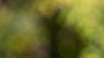 Ponies rest after taking children for a ride at Parc Monceau in Paris on October 12, 2022. - On Wednesdays and weekends children can take part in rides between 14h and 18h in the park organised by an association dedicated to caring for the animals. (Photo by AFP) (Photo by -/AFP via Getty Images)