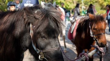 Ponies rest after taking children for a ride at Parc Monceau in Paris on October 12, 2022. - On Wednesdays and weekends children can take part in rides between 14h and 18h in the park organised by an association dedicated to caring for the animals. (Photo by AFP) (Photo by -/AFP via Getty Images)