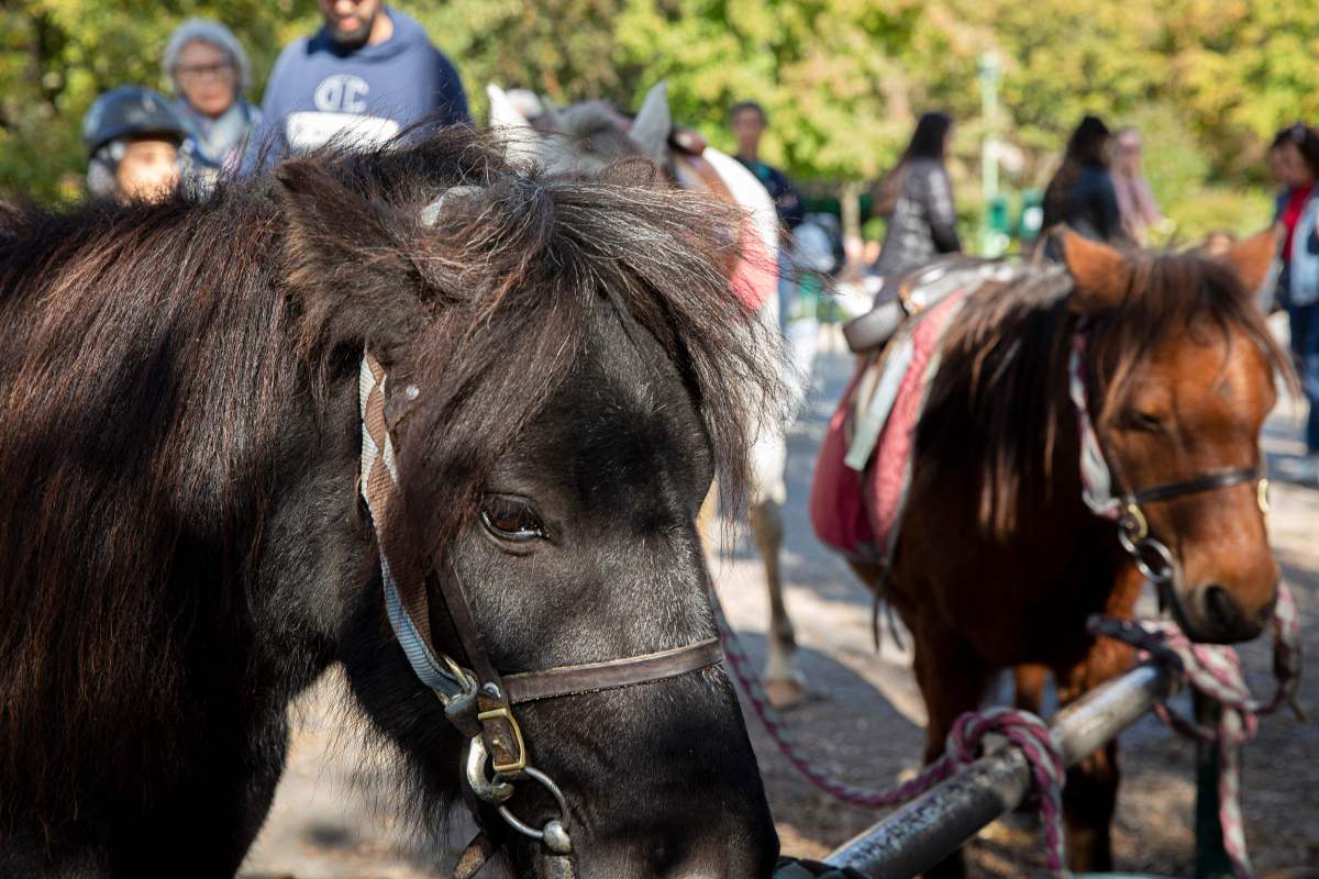 Después de 74 años, Griffith Park Pony Rides cierra sus puertas a