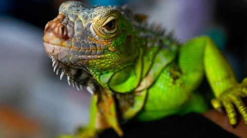 Iguana provoca apagón a gran escala en ciudad del sur de Florida al provocar explosión de transformador