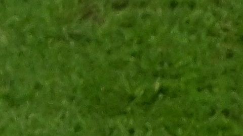 El Tri quedó eliminado por diferencial de goles.